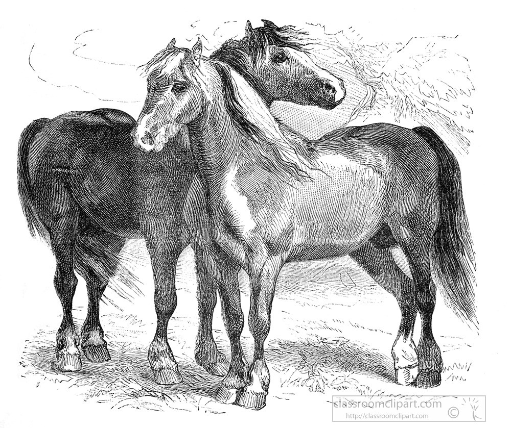 horse-illustration-209a.jpg