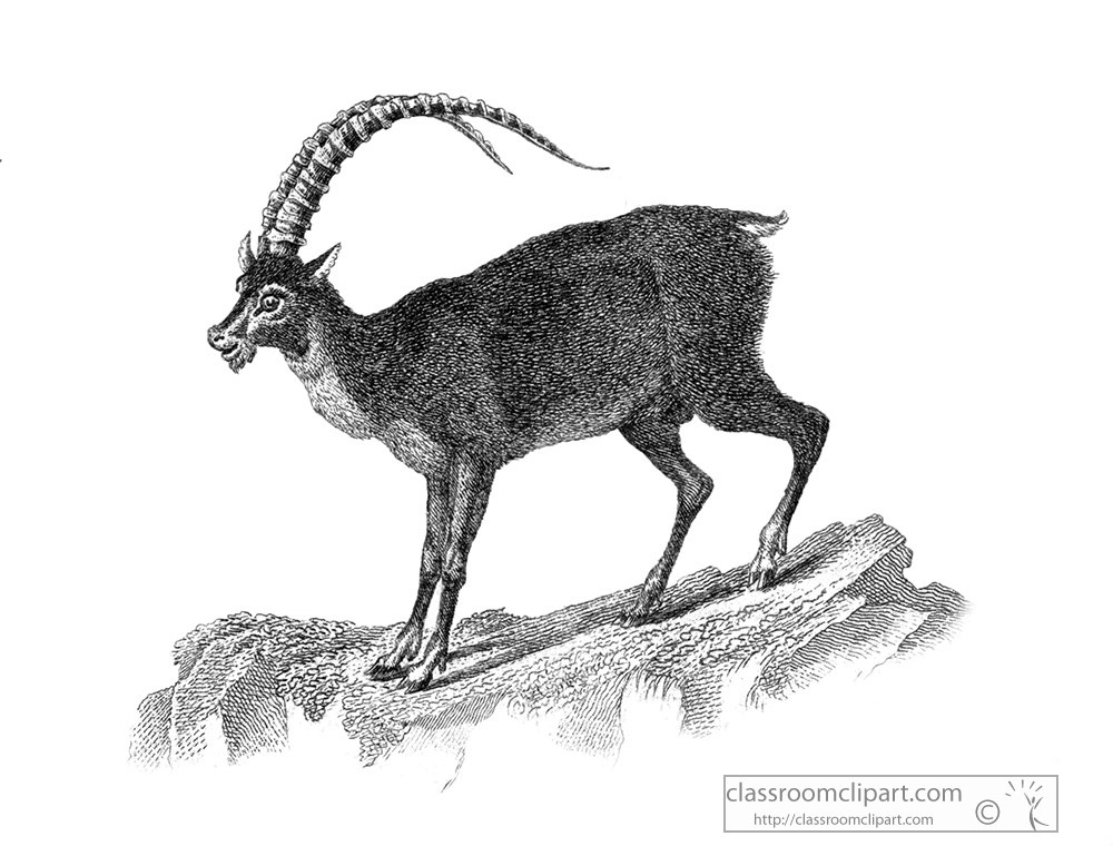 ibex-animal-illustration-26a.jpg
