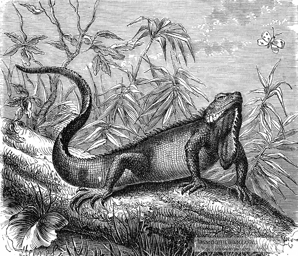 iguana-illustration-429.jpg