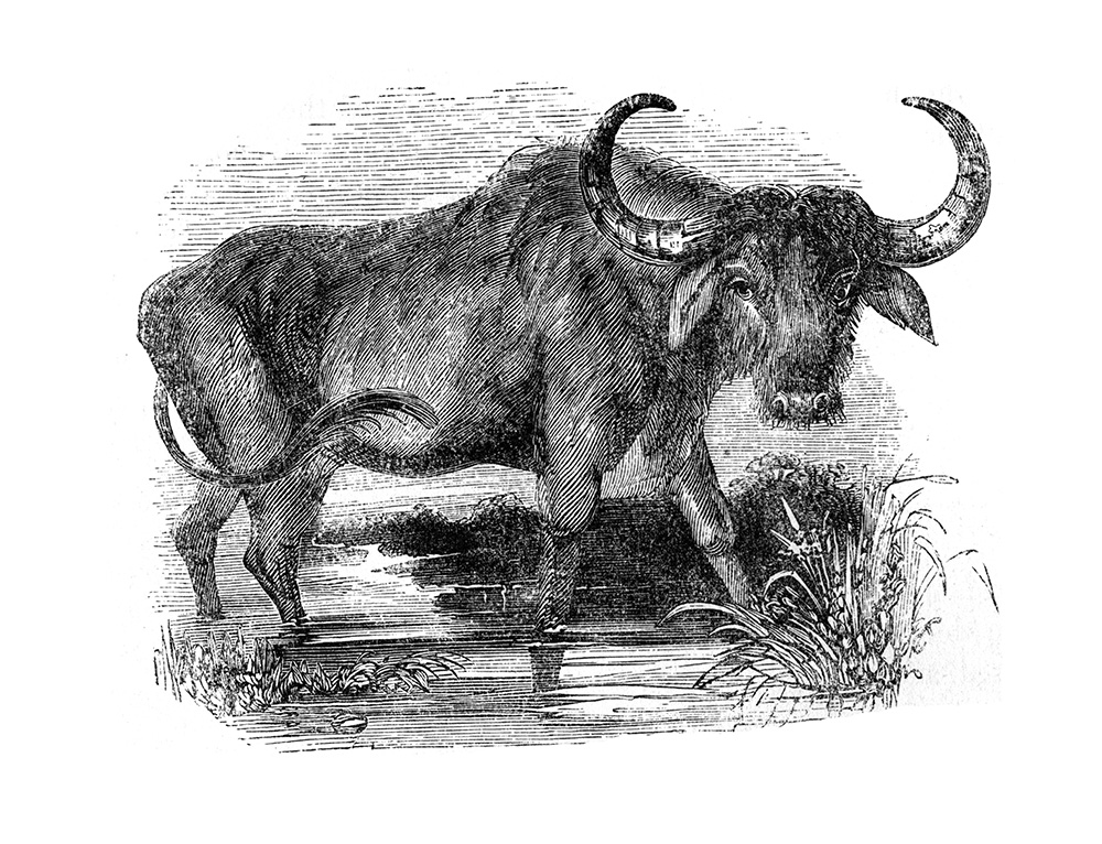 illustration-of-a-buffalo-487.jpg