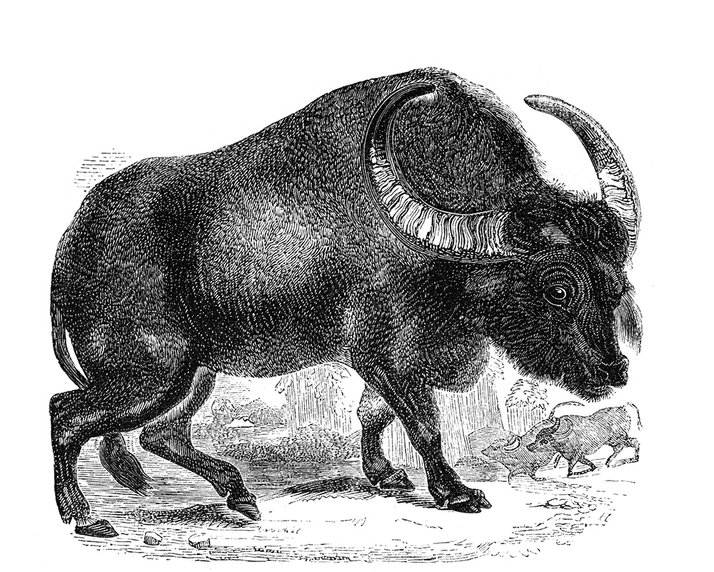 illustration-of-a-buffalo-488.jpg
