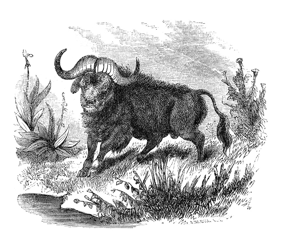 illustration-of-a-buffalo-490.jpg