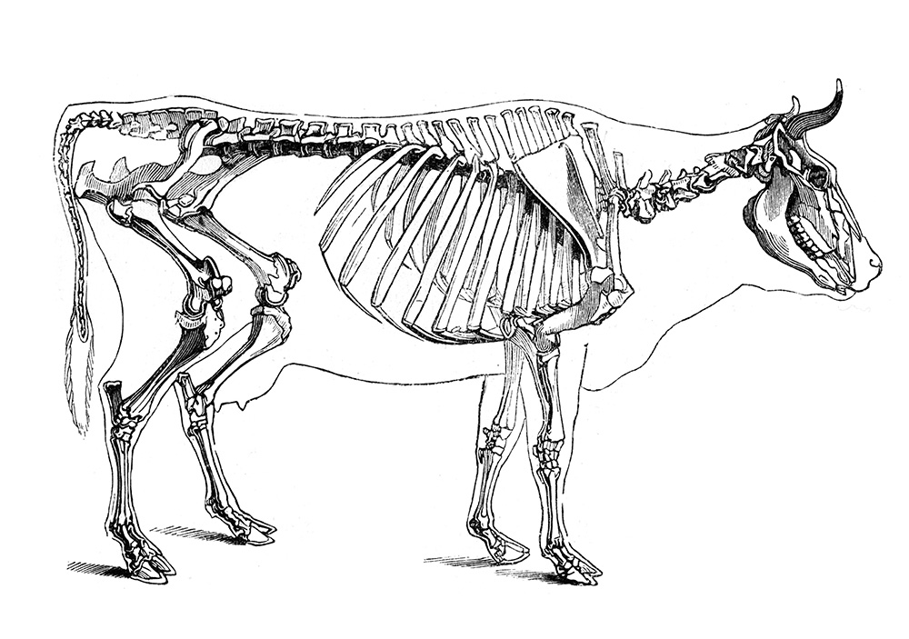 illustration-of-cow-skeleton-496.jpg