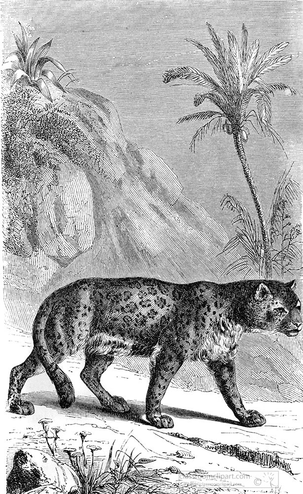 jaguar-illustration-380a.jpg