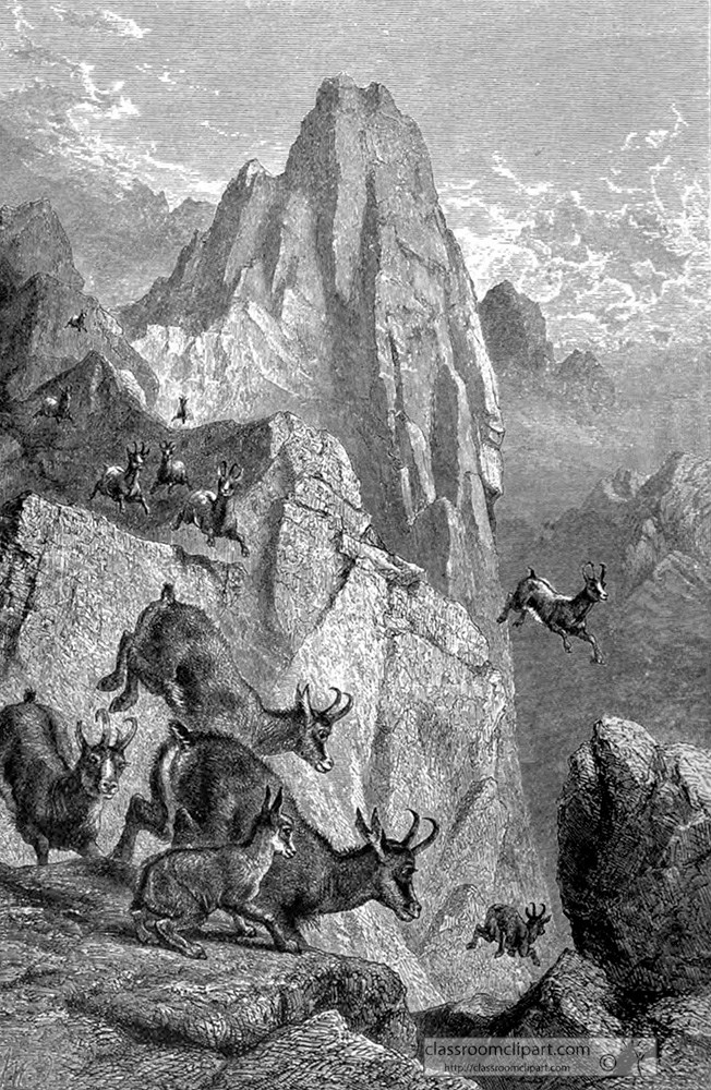 jumping-chamois-animal-historical-illustration.jpg