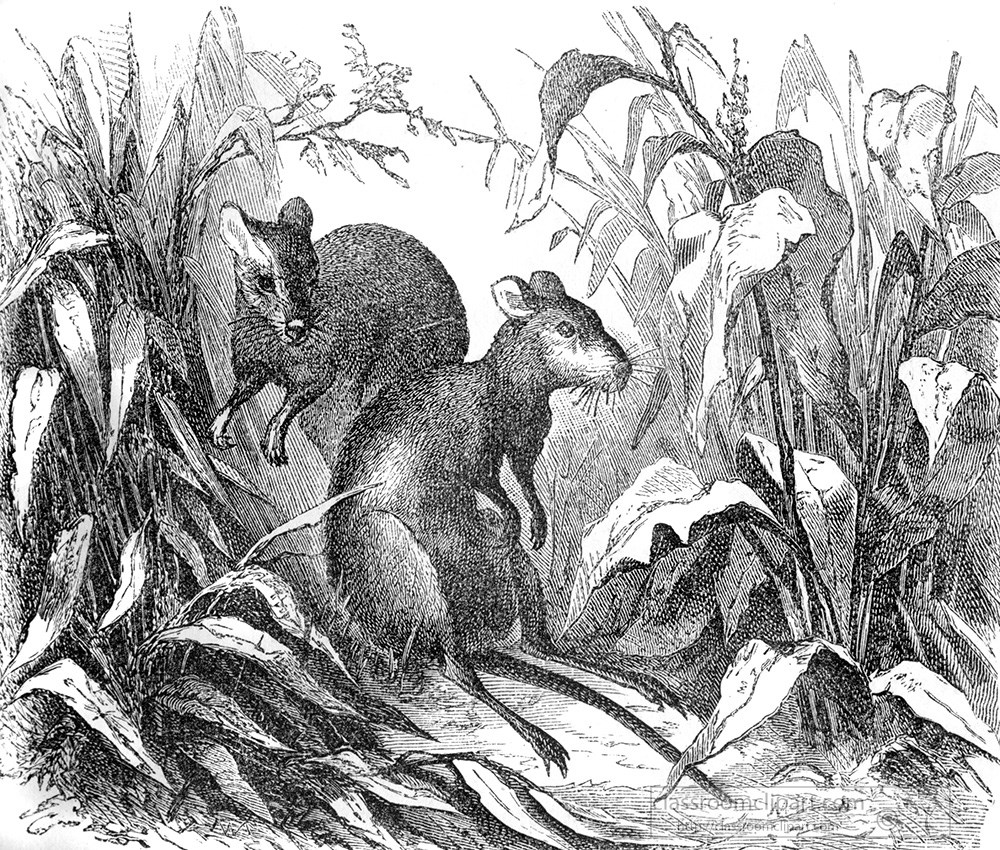 kangaroo-rat-illustration-23a.jpg