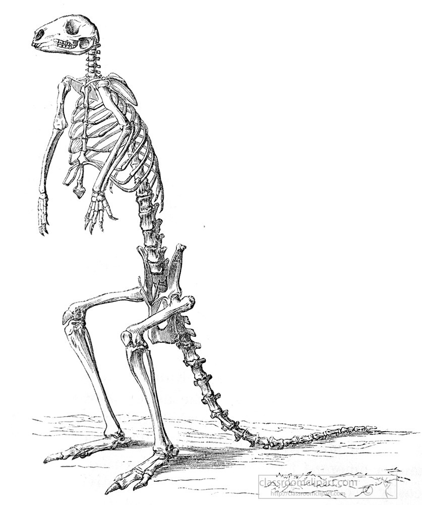 kangaroo-skeleton-illustration-a.jpg