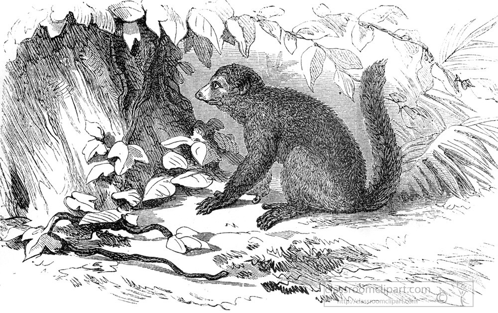 lemur-indri-547a.jpg