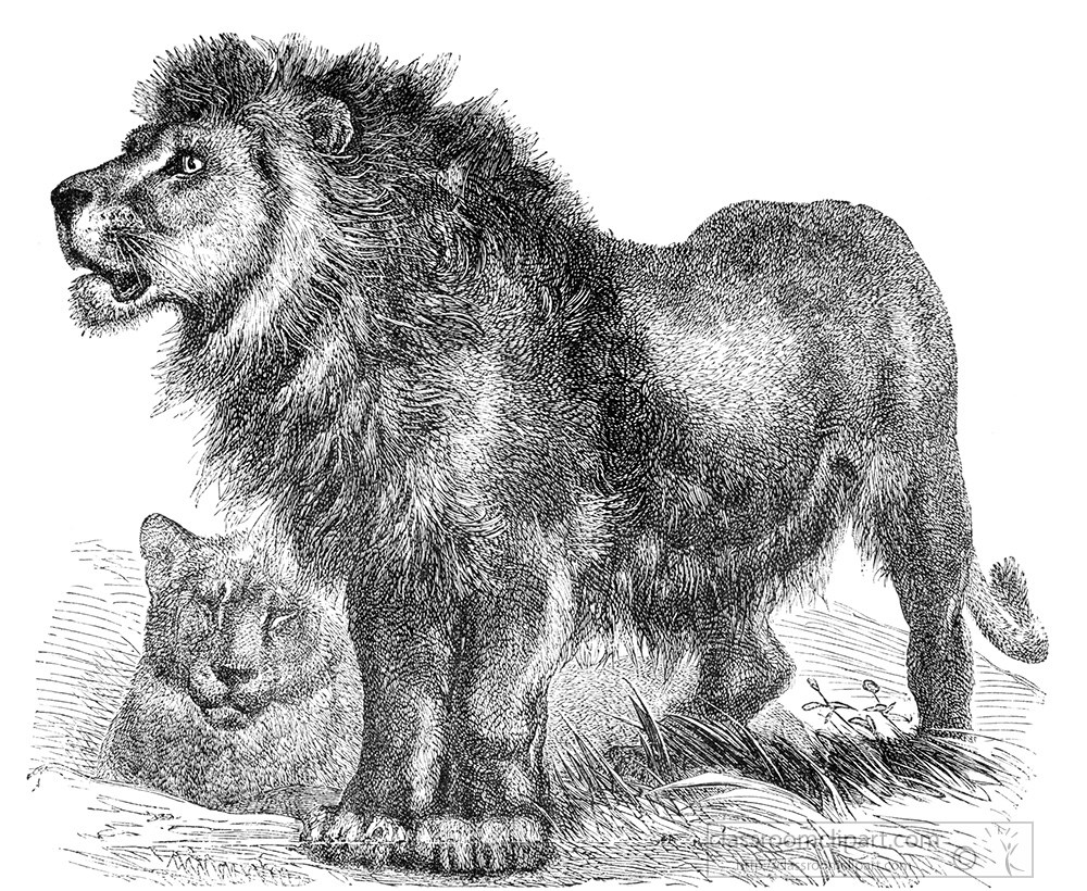 lion-349a.jpg