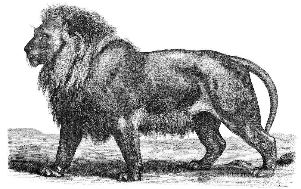 lion-350a.jpg