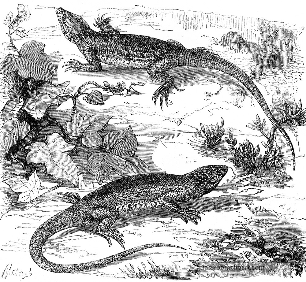 lizard-illustration-427.jpg