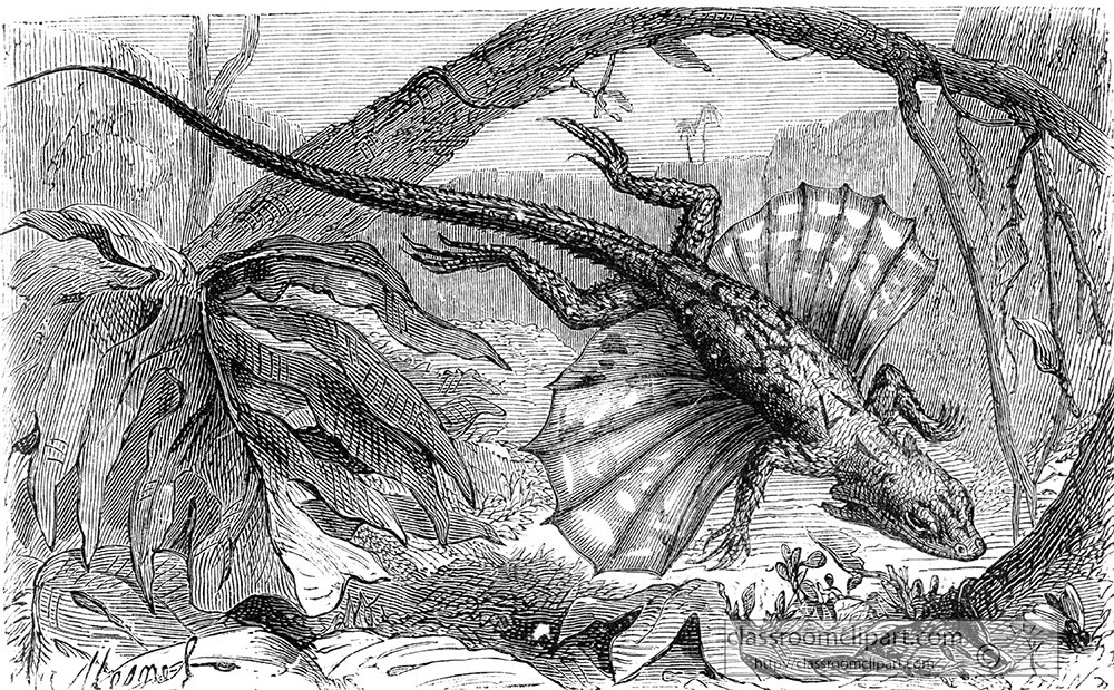 lizard-illustration-431.jpg