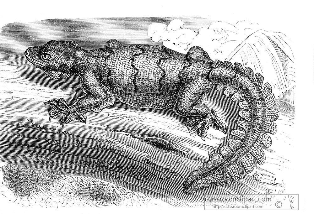 lizard-illustration-432.jpg