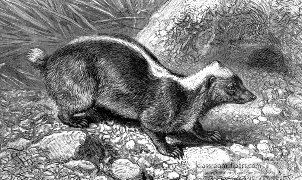malayan-badger-animal-historical-illustration.jpg