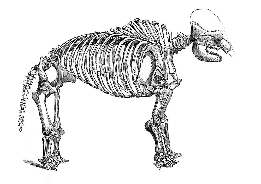 mammoth-skeleton-635.jpg