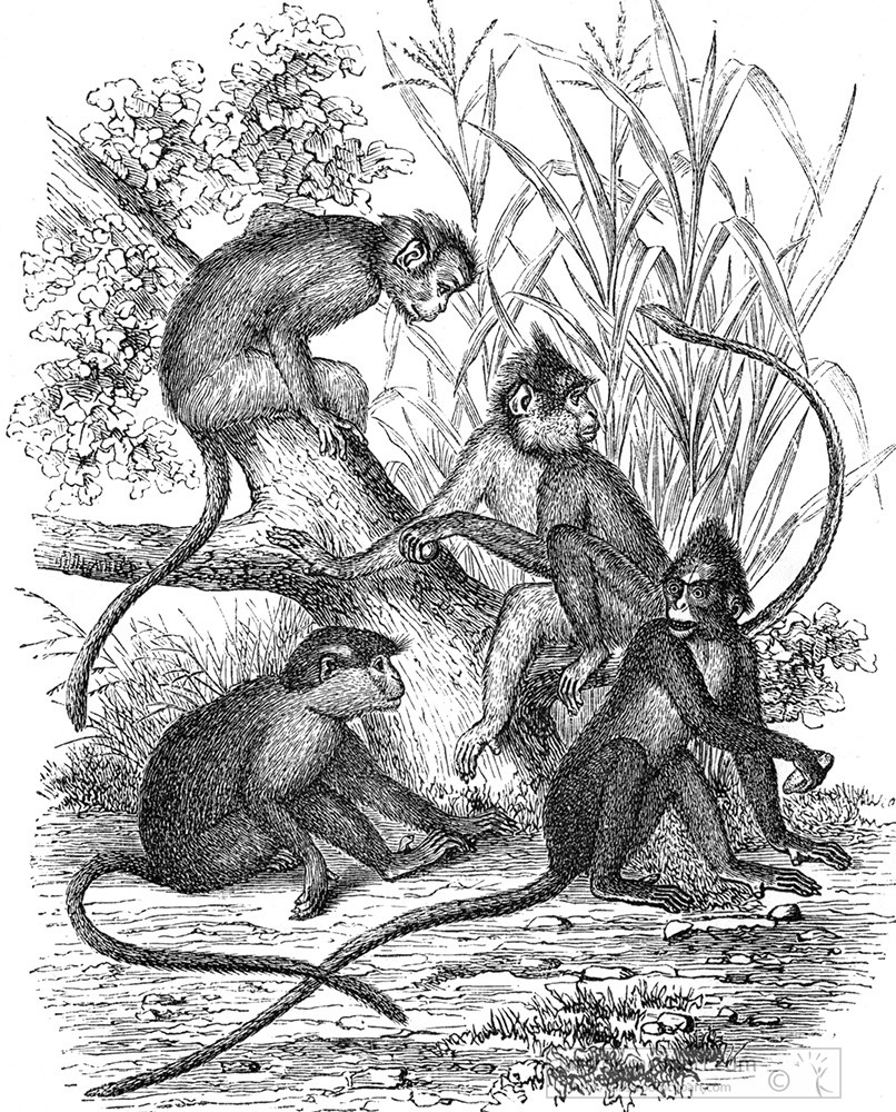 monkey-illustration-caques-illustration-584ba.jpg