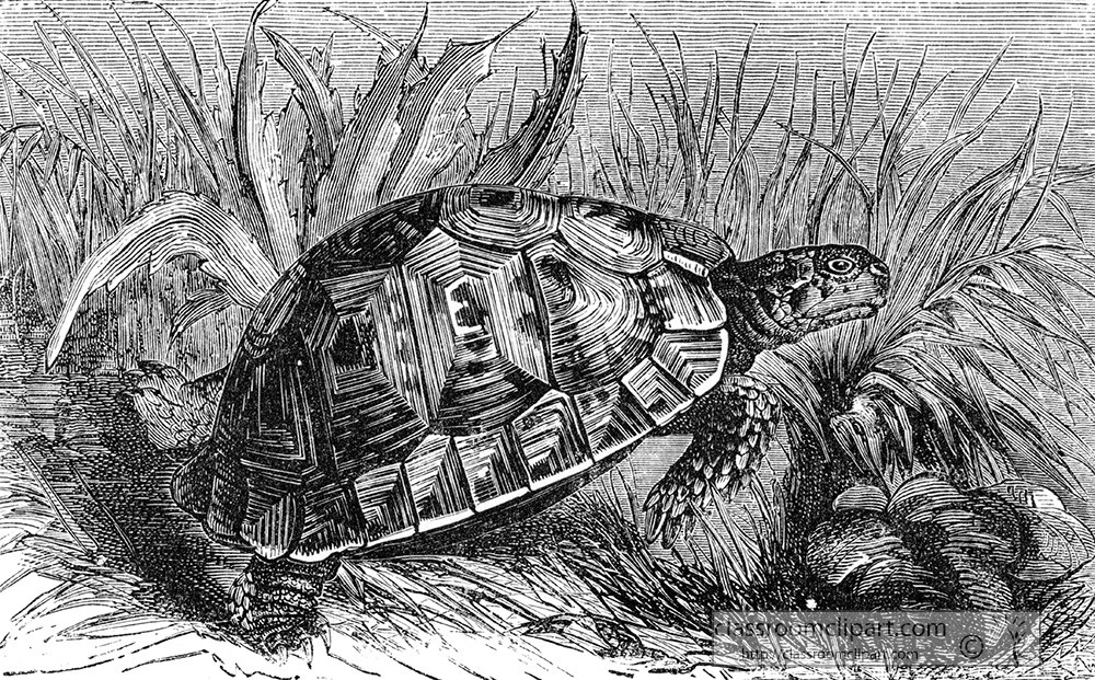 moorish-tortoismoorish-tortoise-illustration-e-449.jpg