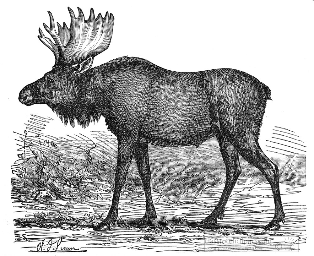 moose-elk-298a.jpg