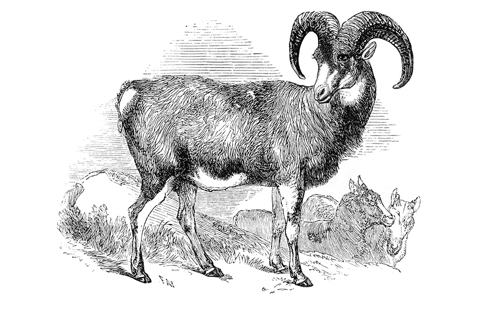 mouflon-illustration-517.jpg