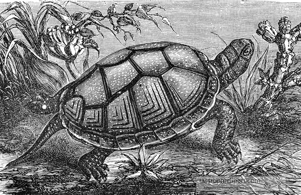 mud-tortoismud-tortoise-illustration-e-451.jpg