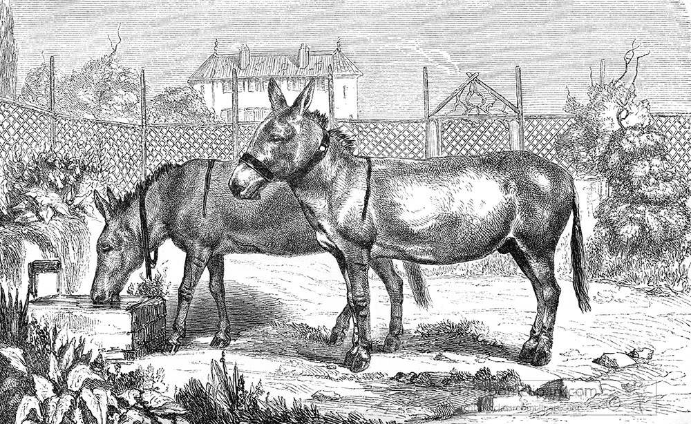 mules-illustration-220a.jpg