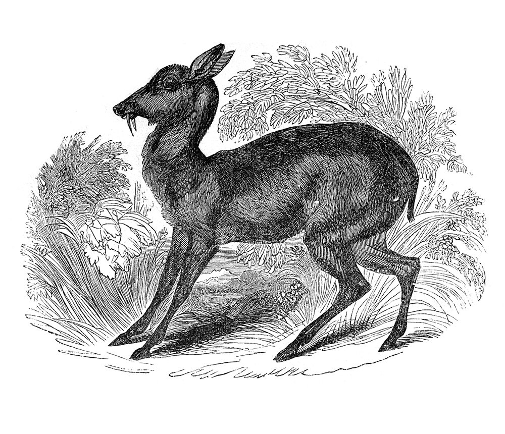 musk-deer-illustration-570-2a.jpg