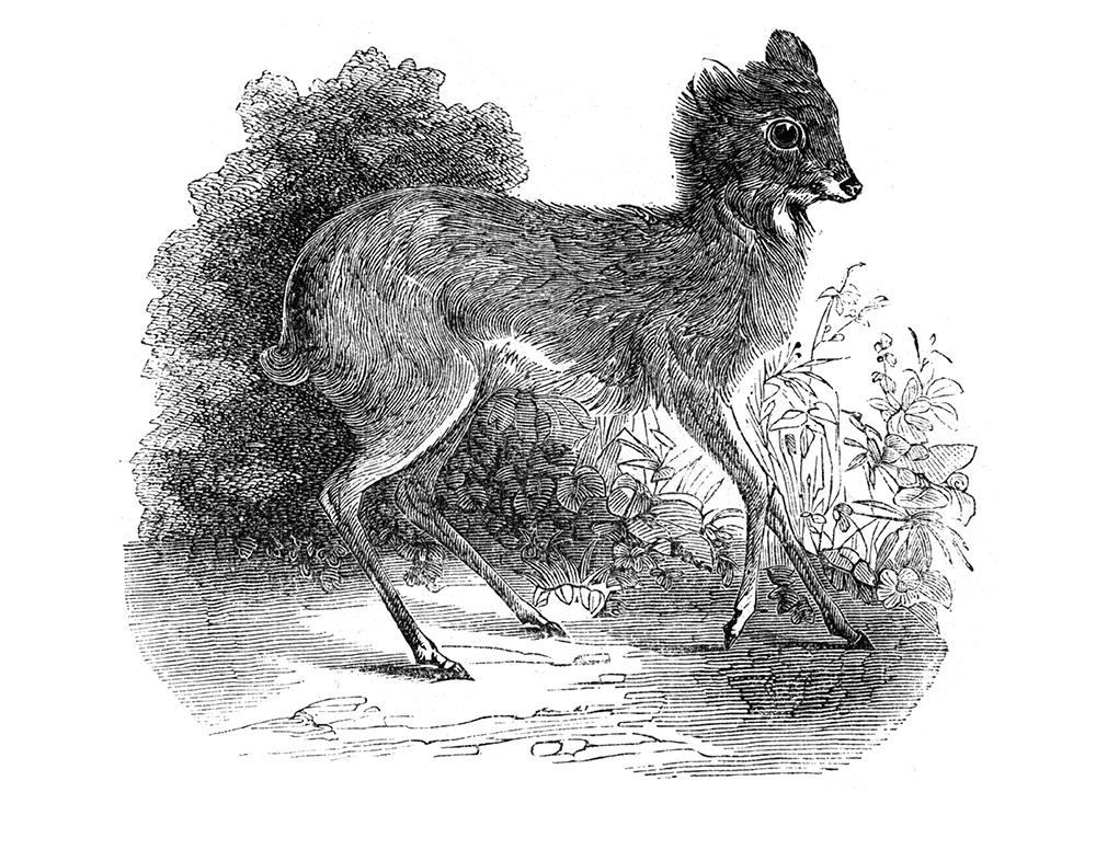 musk-deer-illustration-571-2a.jpg