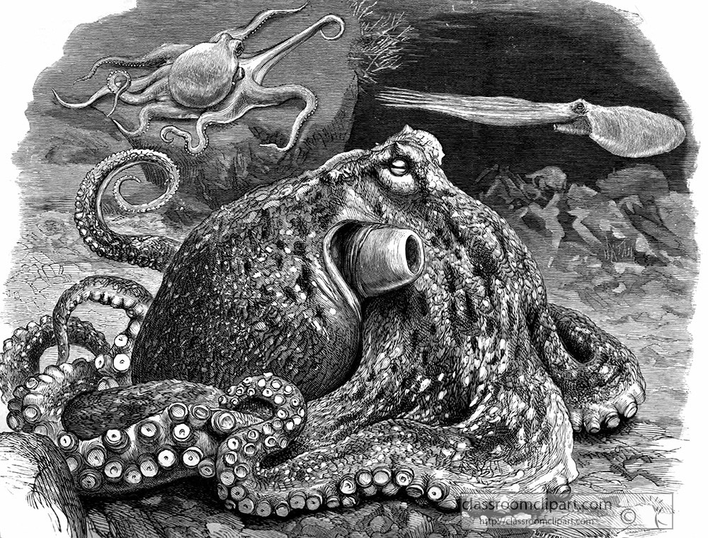 octopus_illustration.jpg