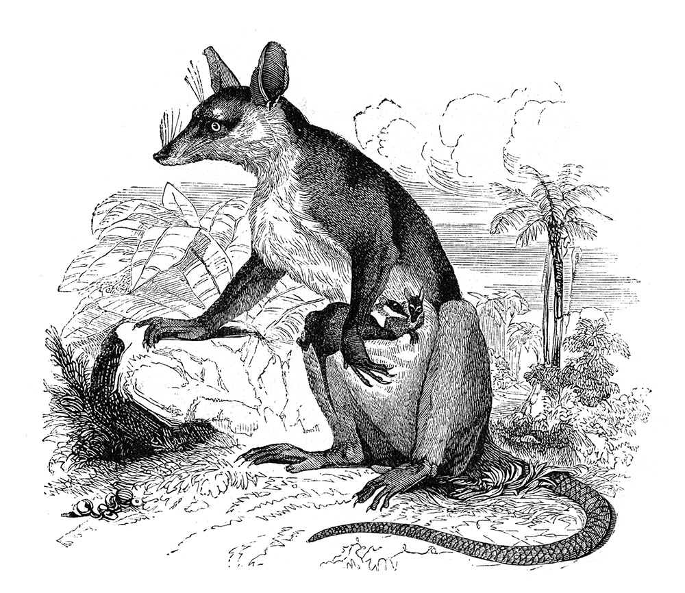 opossum-illustration-667-2a.jpg