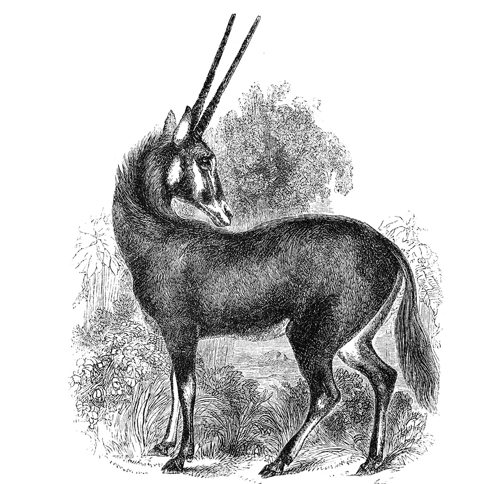 oryx-or-gemsbok-536.jpg