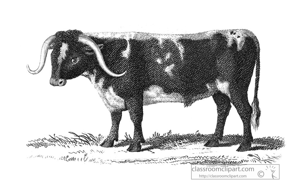 ox-animal-illustration-216-b.jpg