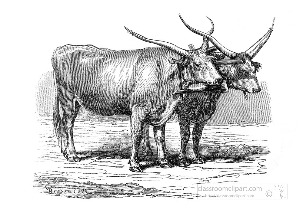 oxen-illustration-289a.jpg