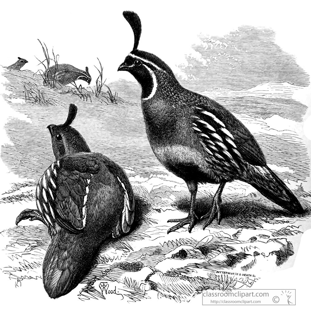partridge-bird.jpg