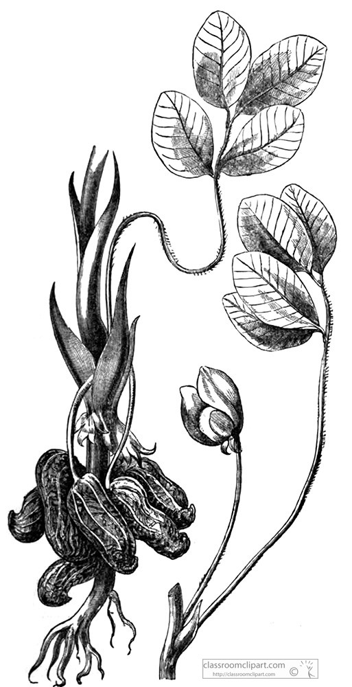 peanut-plant-illustration.jpg
