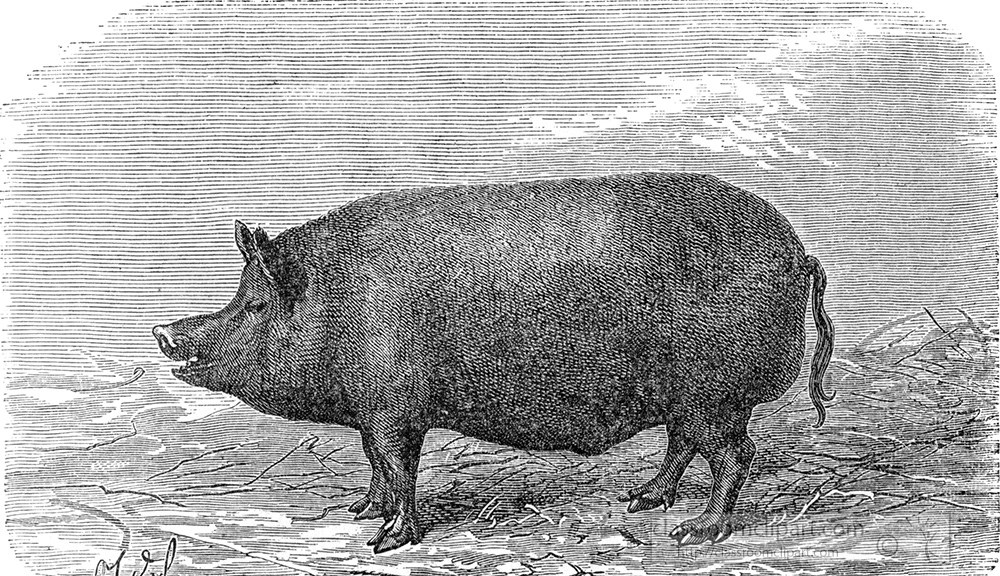 pigs-illustration-175da.jpg
