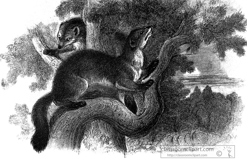 pine-marten-resting-in-tree-color-illustration.jpg