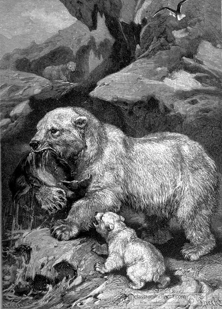 polar-bear-holding-prey-animal-historical-illustration.jpg