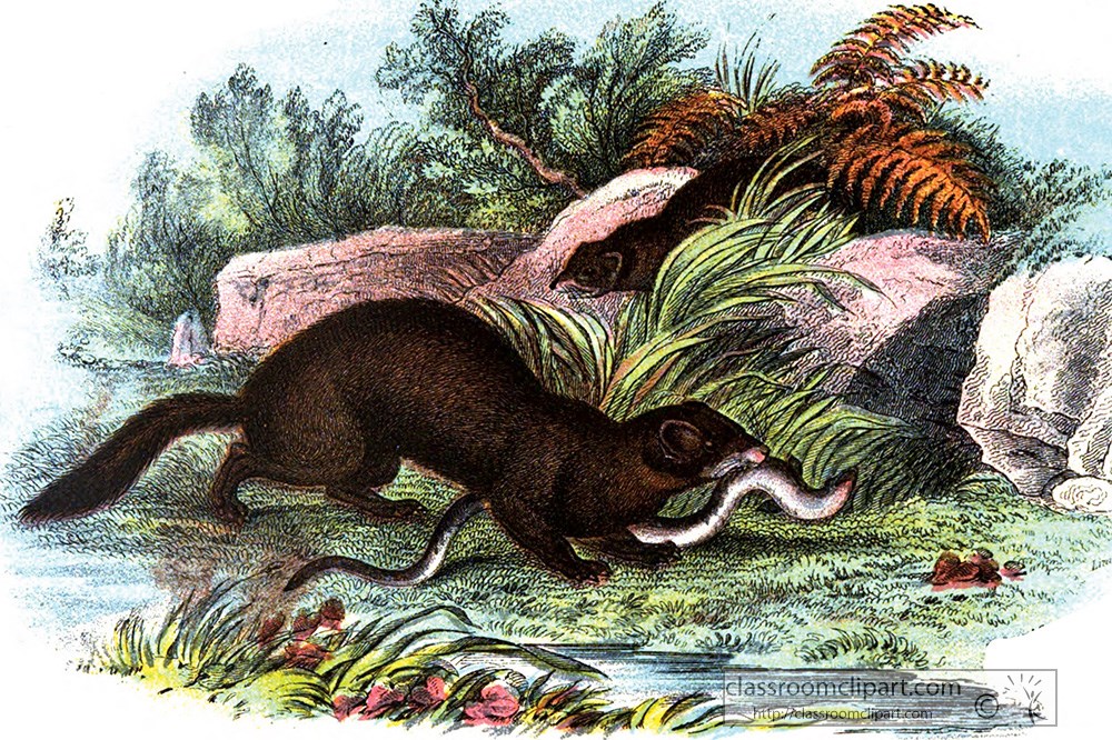 polecat-hunting-a-snake-color-illustration.jpg