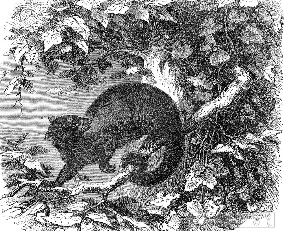 possum-phalanger-illustration-26a.jpg