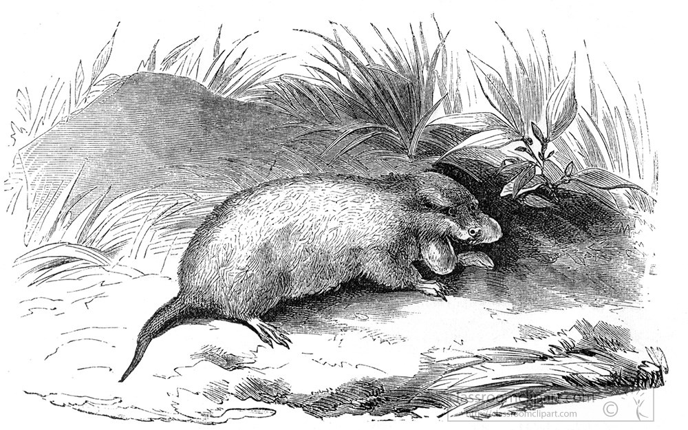 pouched-rat-illustration-457a.jpg
