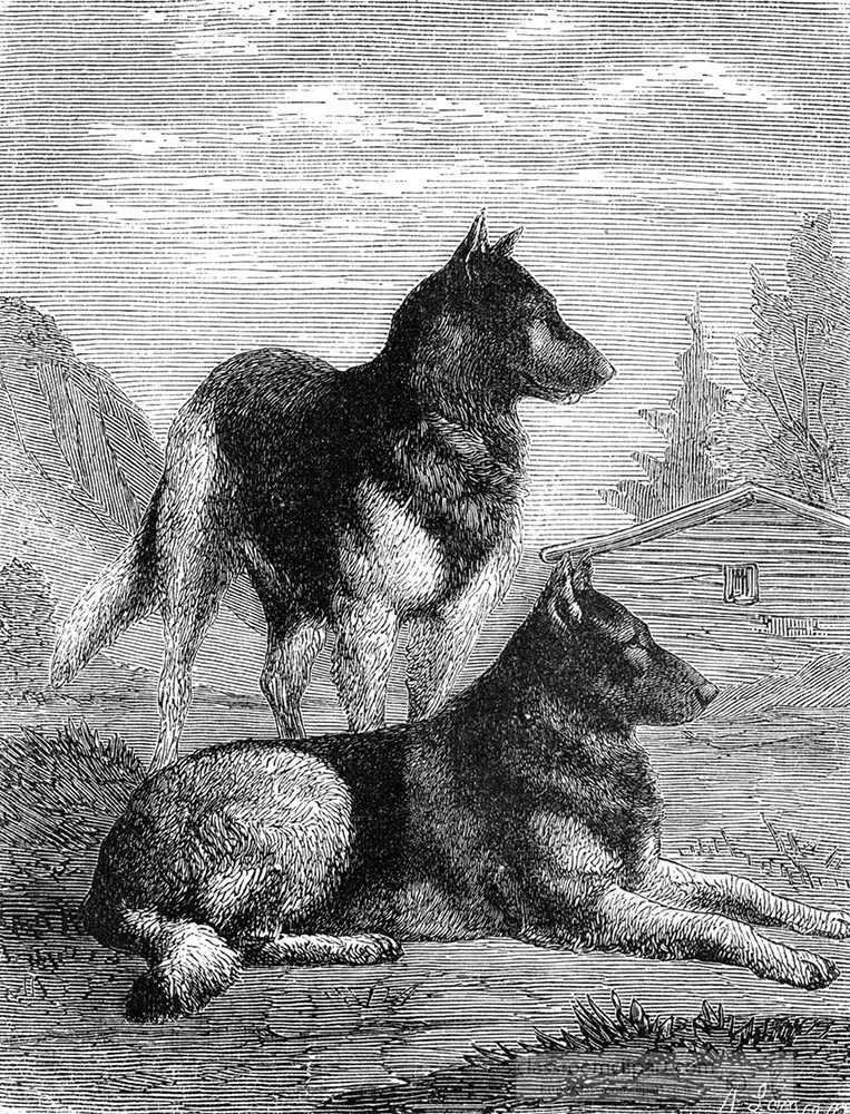 pyrenean-dog-illustration-407a.jpg
