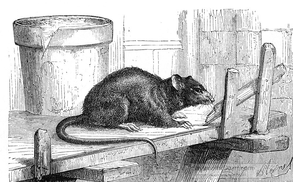 rat-442aa.jpg