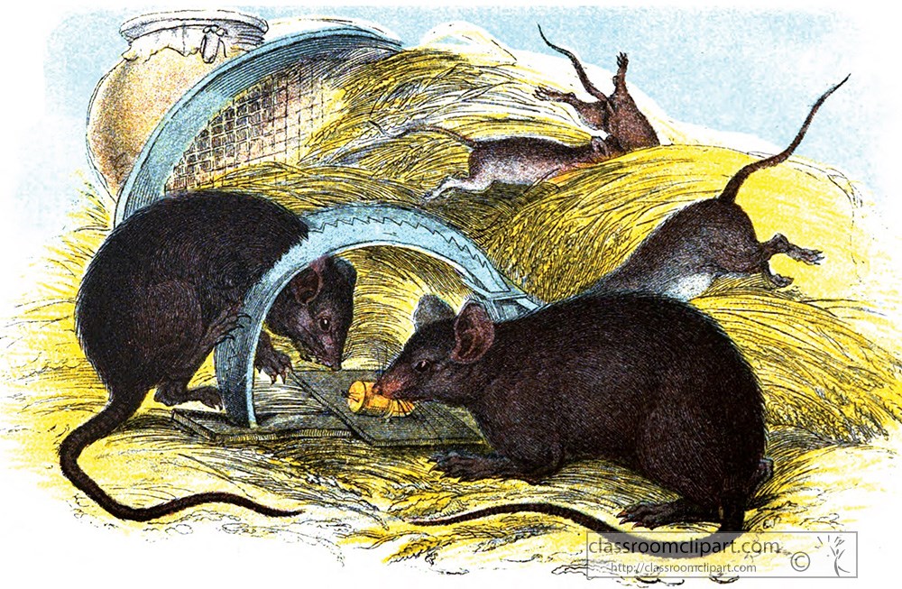 rats-eating-cheese-in-a-trap-color-illustration.jpg