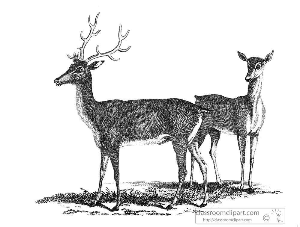 red-deer-animal-illustration-24a.jpg