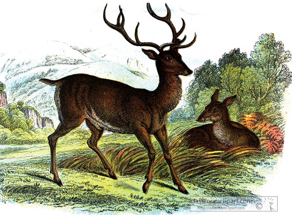 red-deer-with-antler-color-illustration.jpg