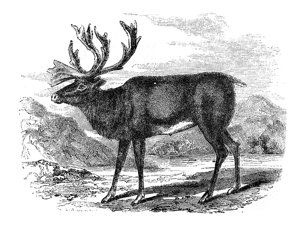 reindeer-illustration-557.jpg
