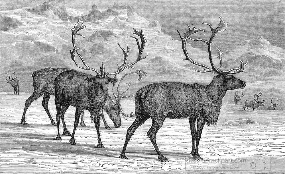 reindeer-sm294a.jpg