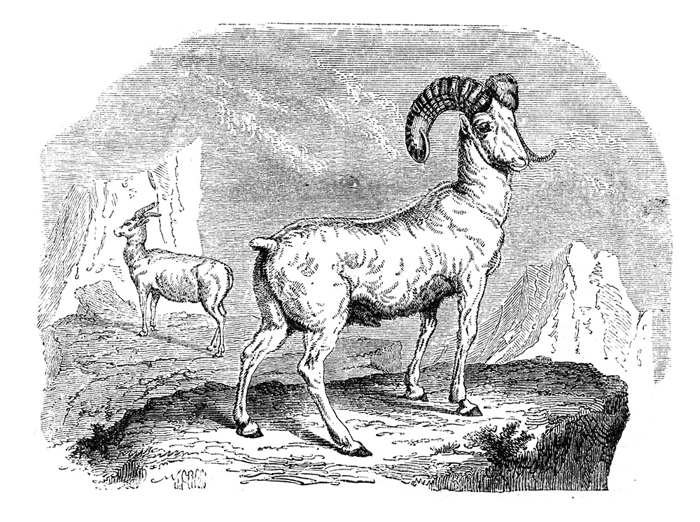 rocky-mountain-sheep-illustration-519.jpg