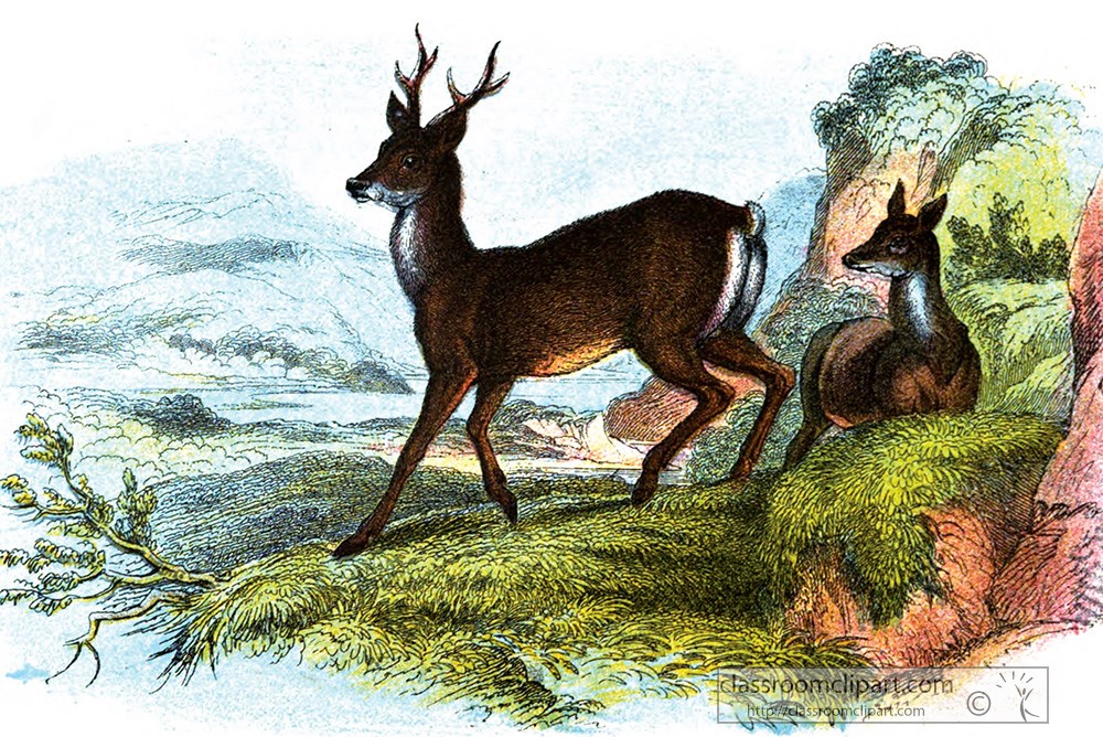 roe-deer-standing-sitting-color-illustration.jpg