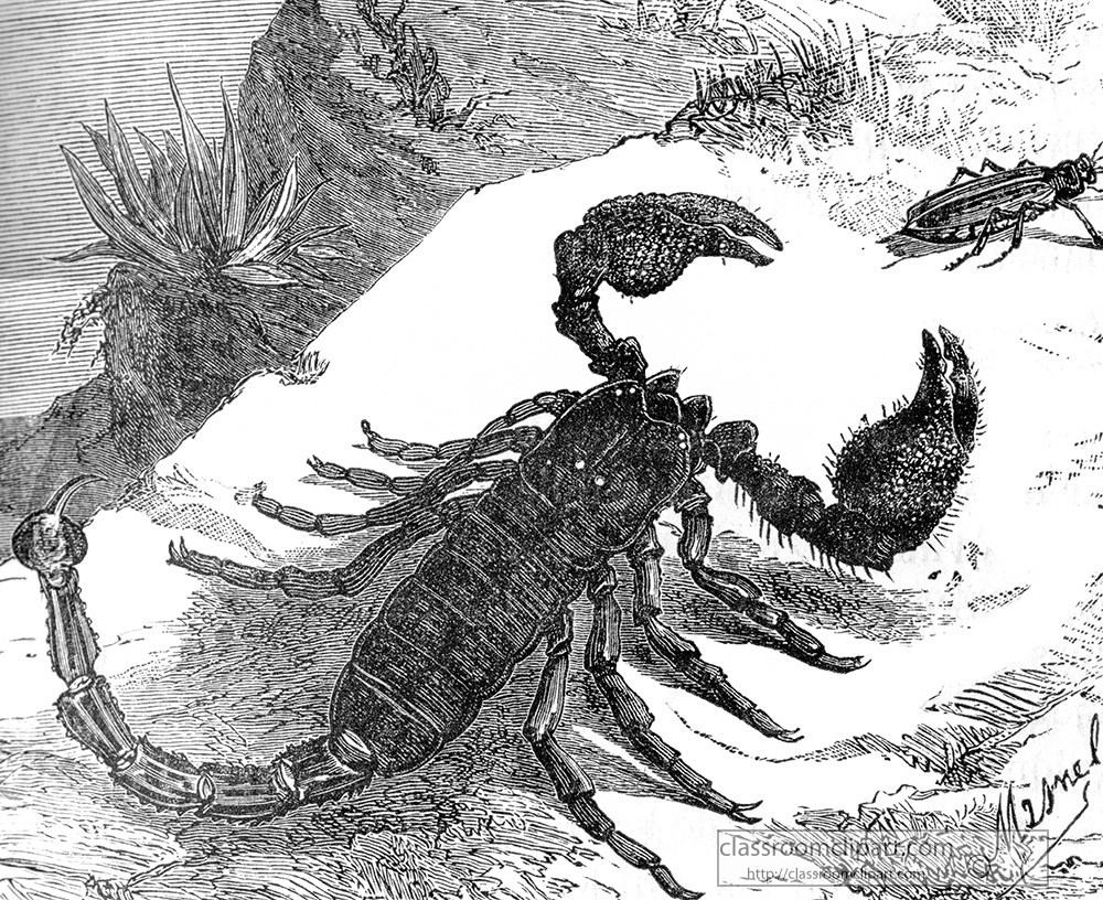 scorpion-illustration-159.jpg